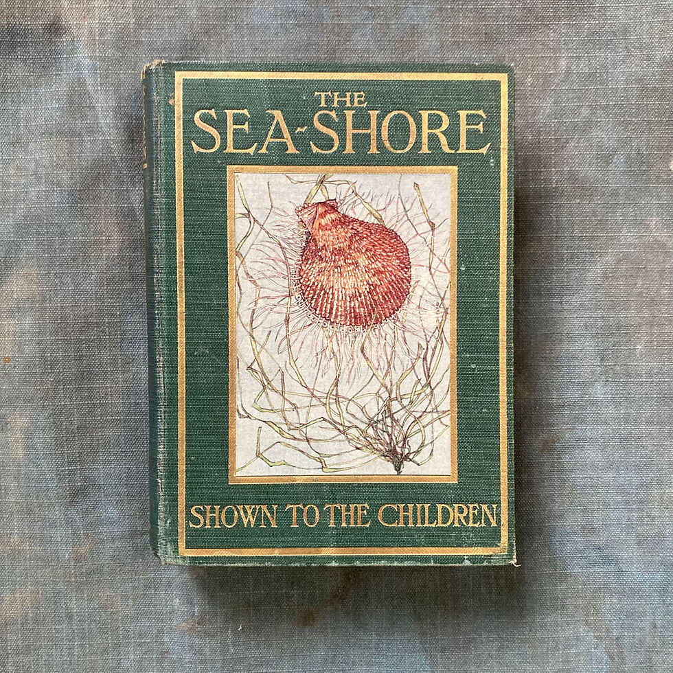 SOLD - Edwardian children's book - 'The Sea-Shore'