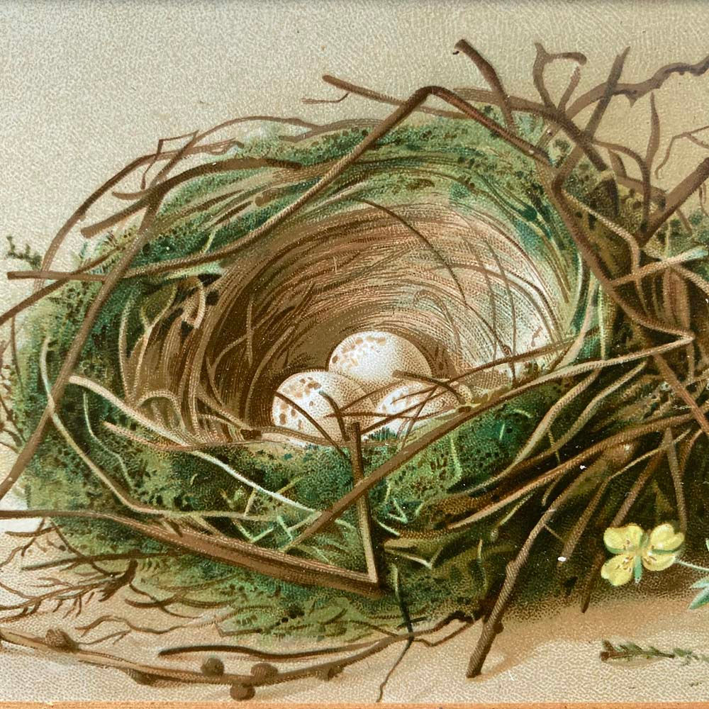 SOLD - Victorian chromolithograph - 'Bird's nest'