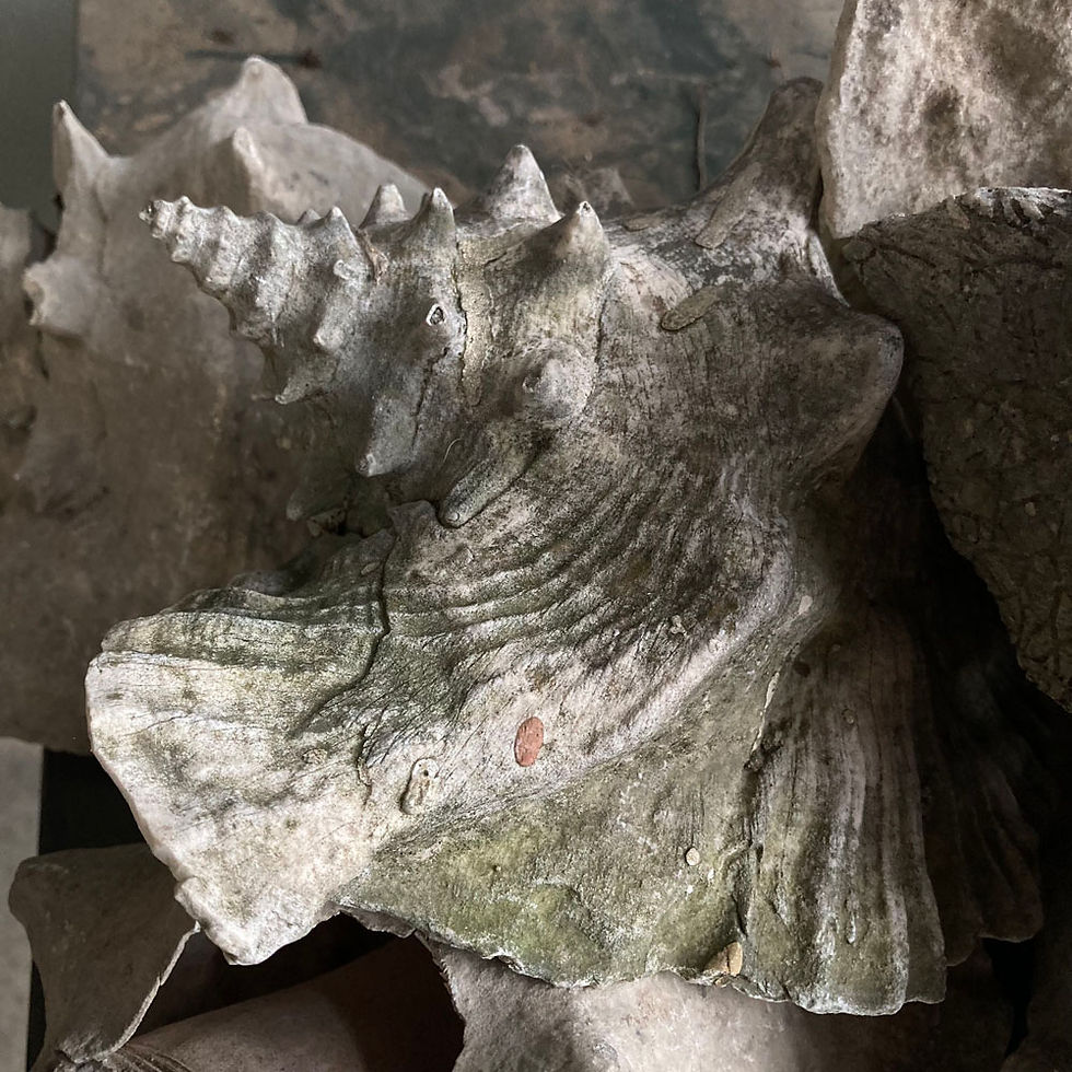 Thumbnail: SOLD - Garden grotto conch shells