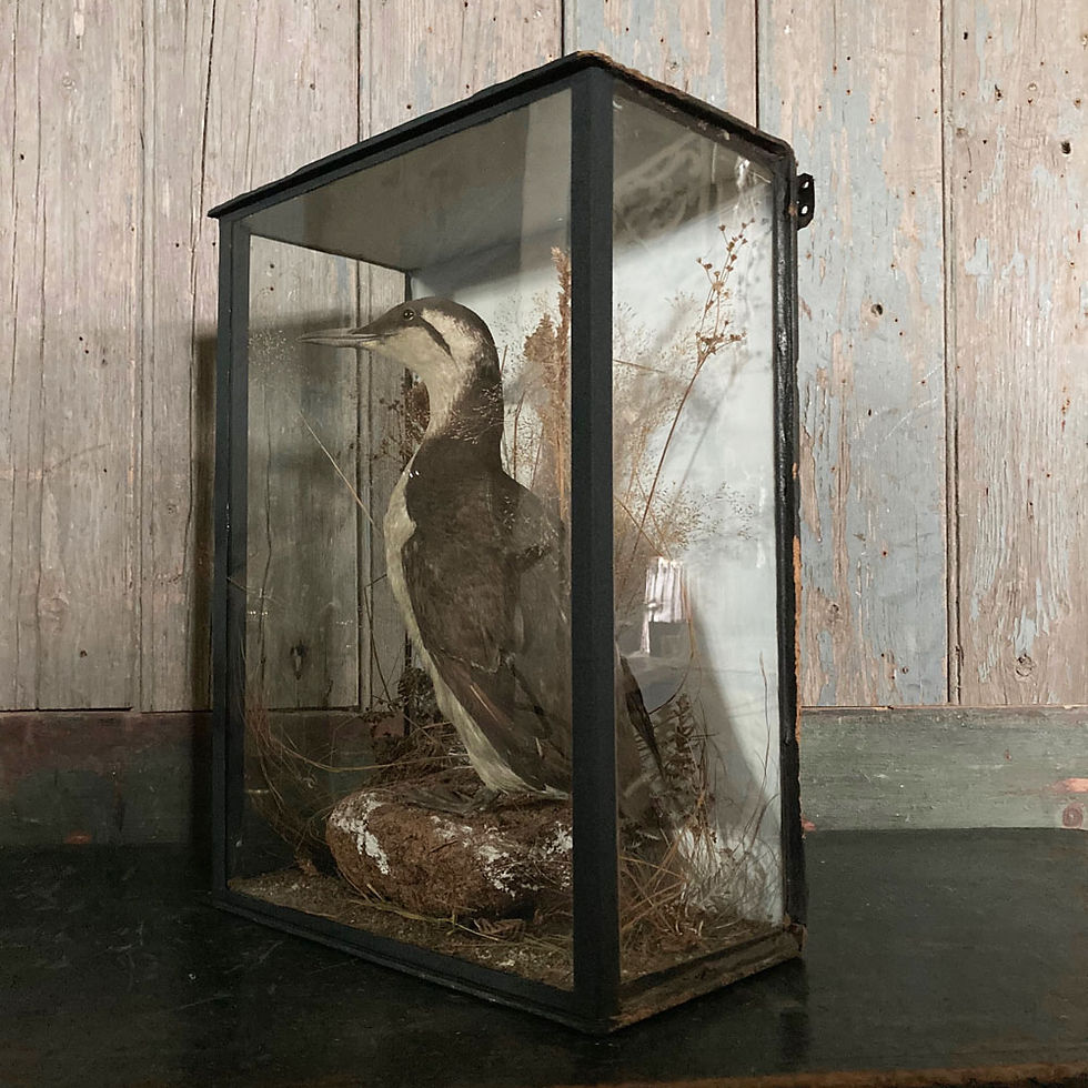 Thumbnail: NOW SOLD - Antique taxidermy guillemot seabird