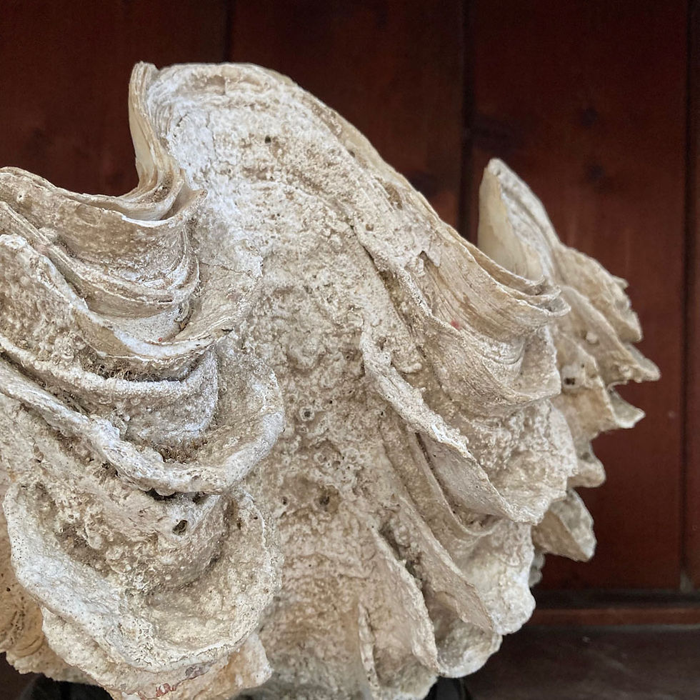 Thumbnail: SOLD - Antique clam shell