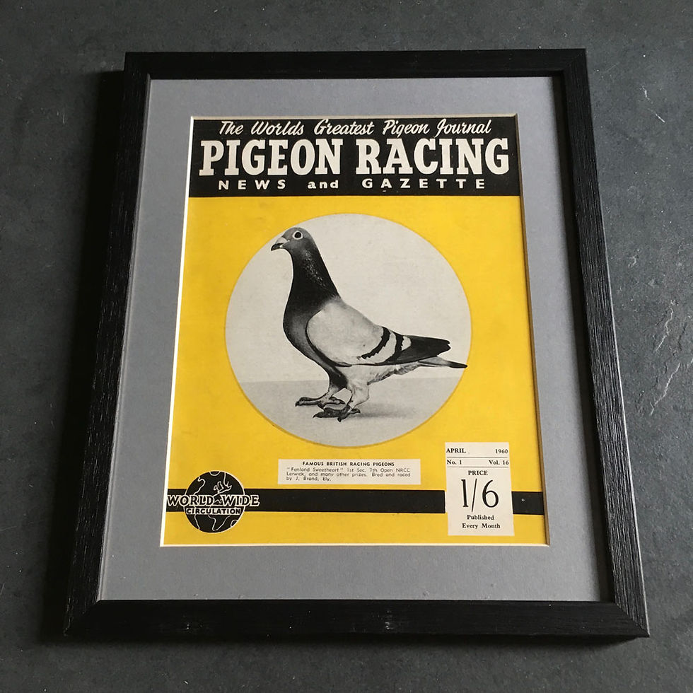 Thumbnail: NOW SOLD - Vintage racing pigeon print - 'Fenland Sweetheart'