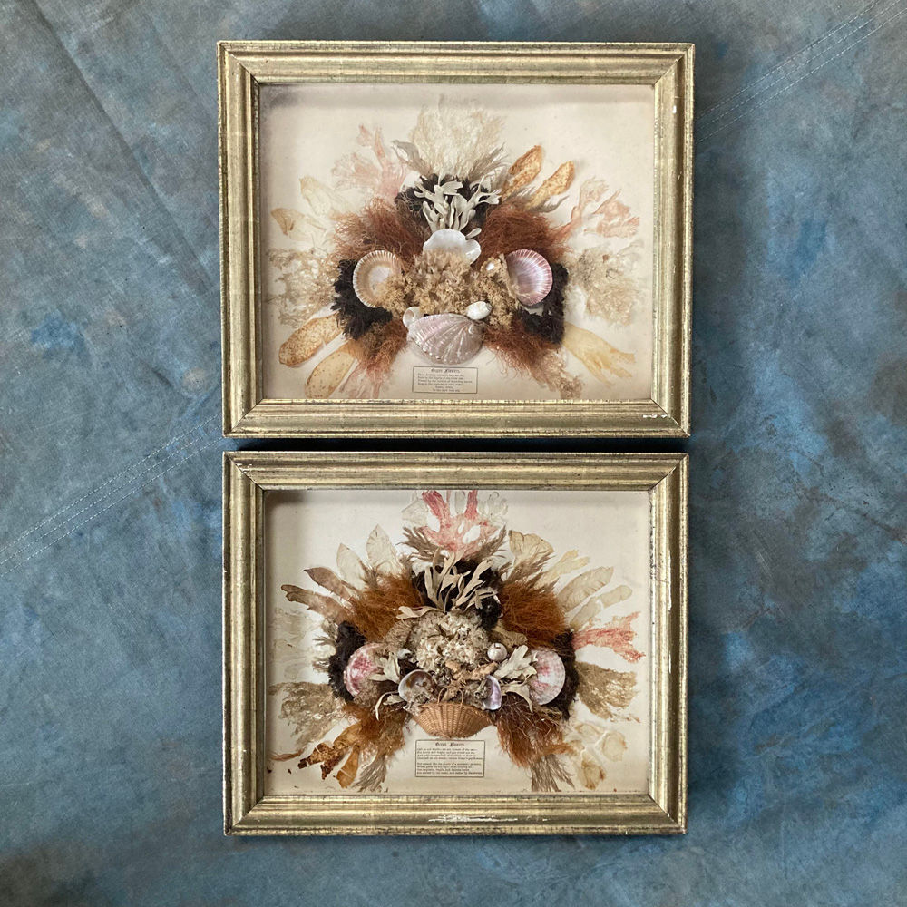 Pair of seaweed dioramas