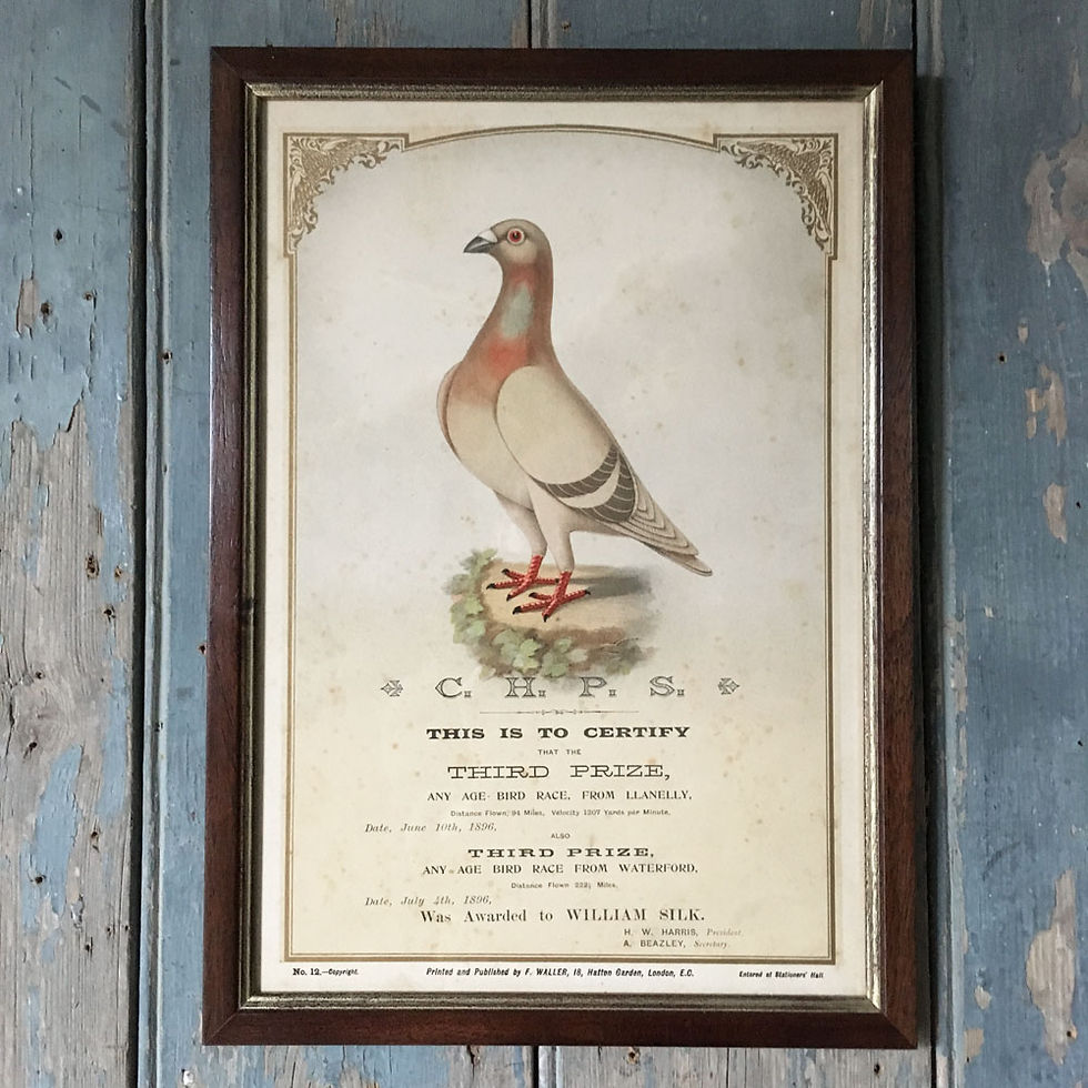 Thumbnail: NOW SOLD - Victorian racing pigeon print (No.12) - 1896