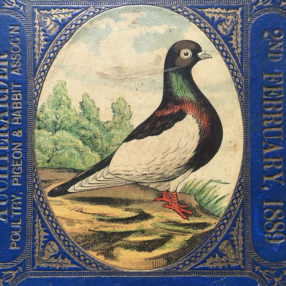 Thumbnail: NOW SOLD - Victorian prize pigeon award - Magpie