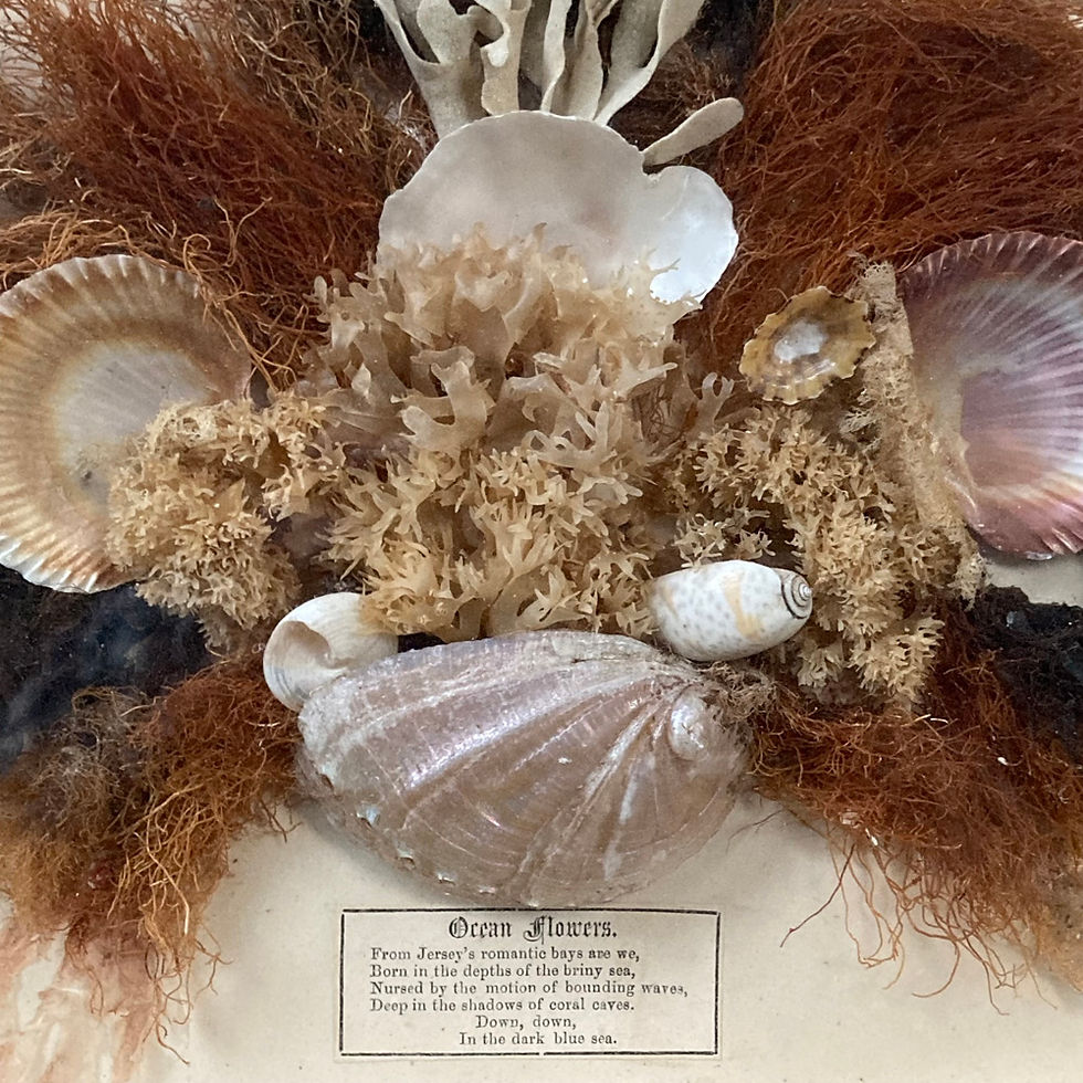 Thumbnail: Pair of seaweed dioramas