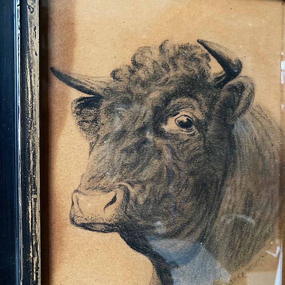 Thumbnail: SOLD - Edwardian bull drawing