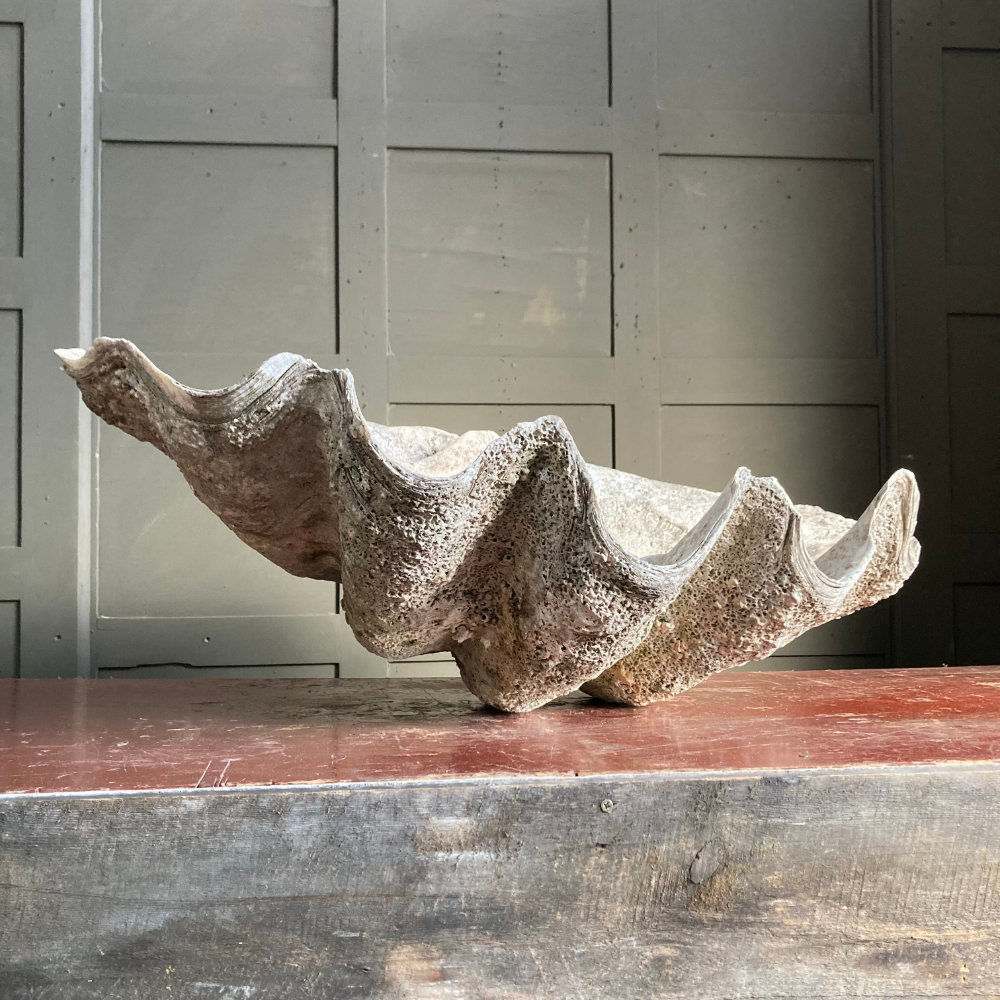 Antique giant clam (Tridacna gigas)