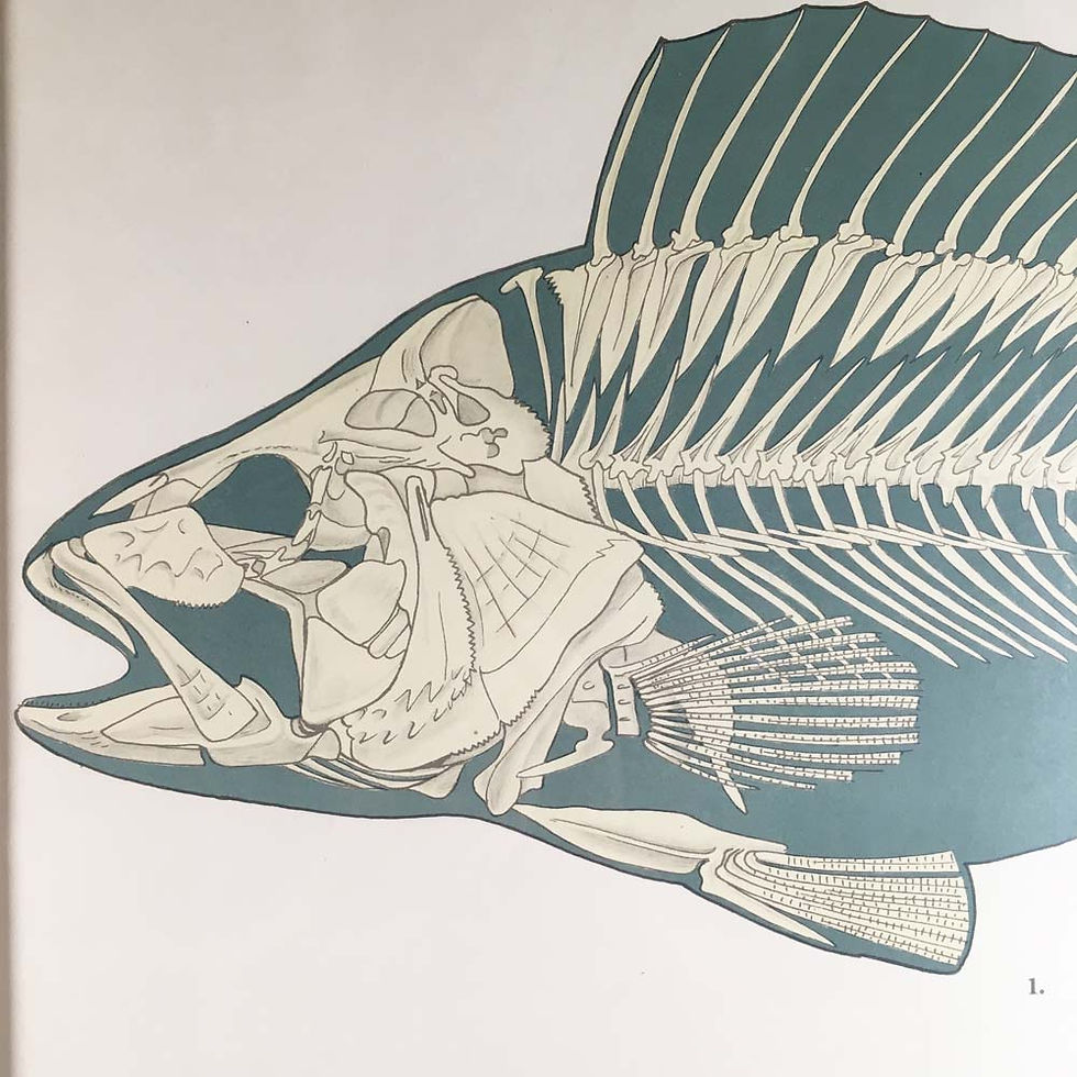 Thumbnail: NOW SOLD - Swedish anatomical chart - fish