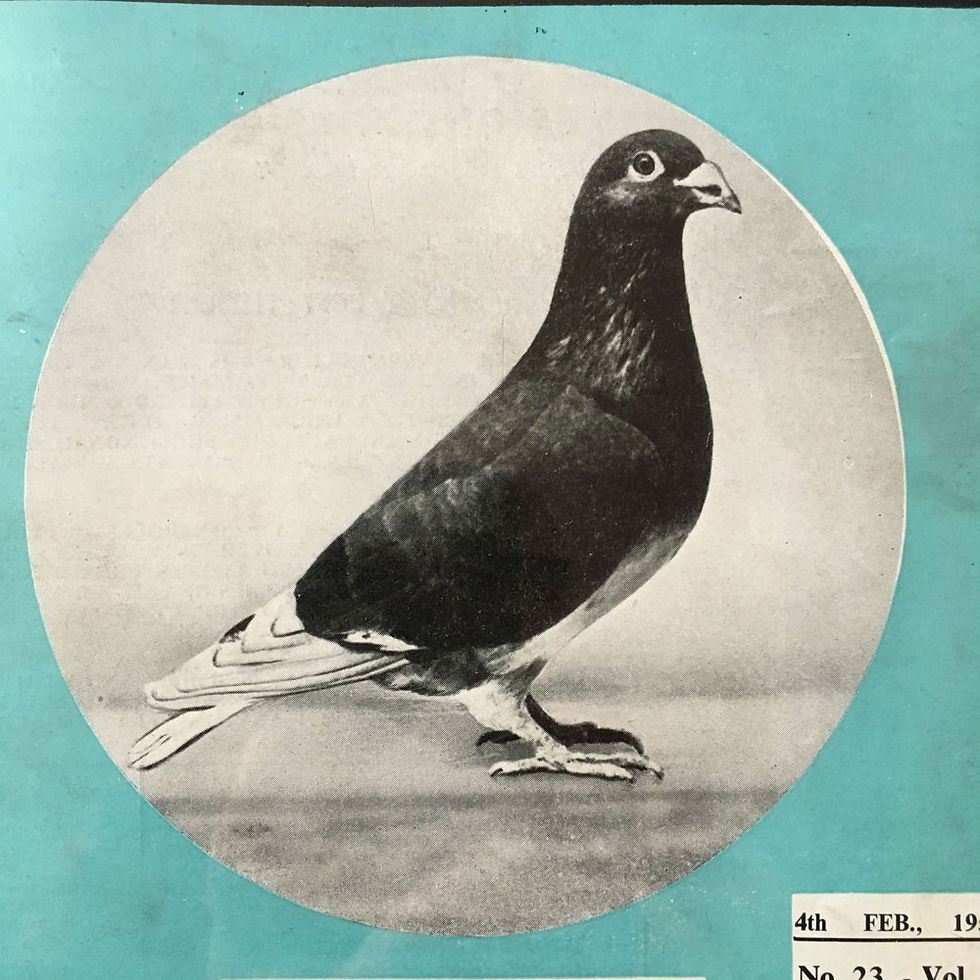 Thumbnail: NOW SOLD - Vintage racing pigeon print - No. 58 'Denham Boy'