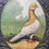 Thumbnail: NOW SOLD - Victorian prize pigeon award - in Class '88