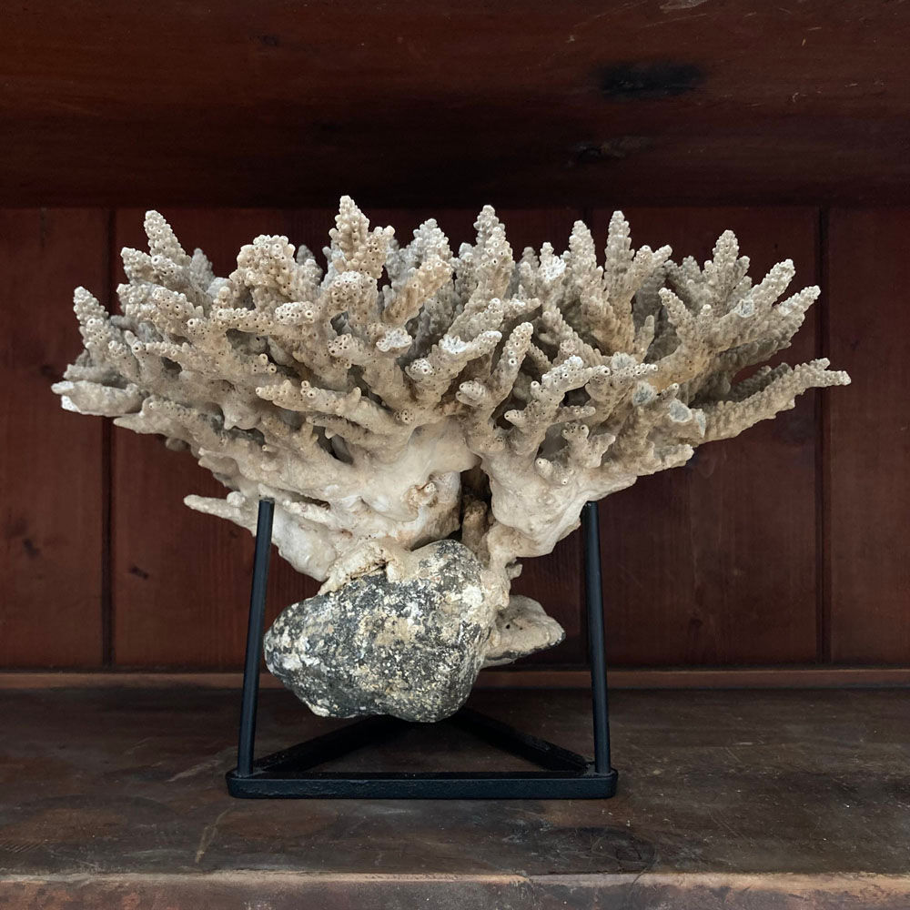 SOLD - Antique coral branch
