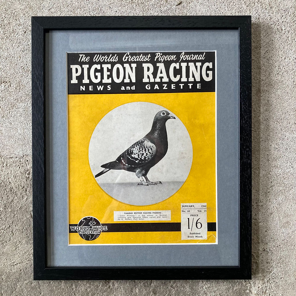 Vintage racing pigeon print 'Seton Princess' Marc KitchenSmith