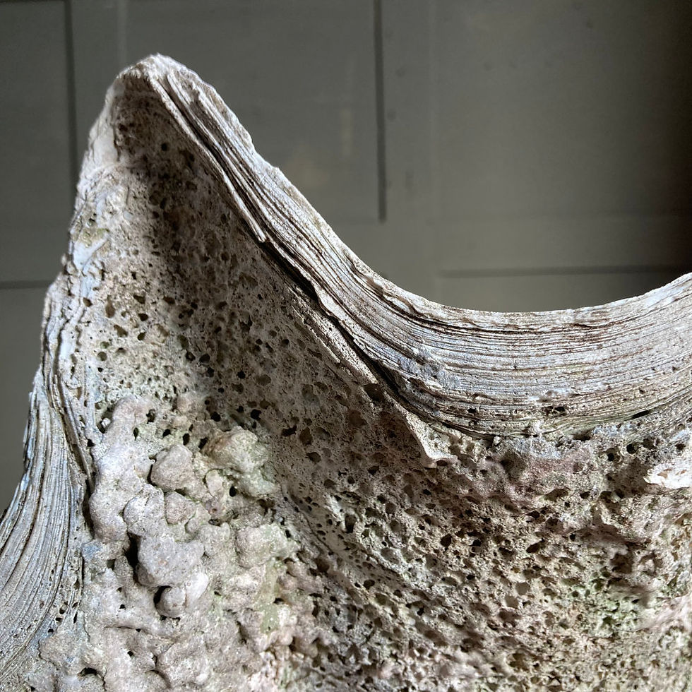 Thumbnail: Antique giant clam (Tridacna gigas)
