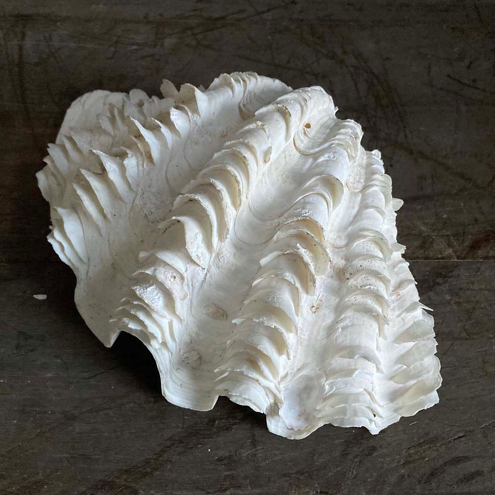Thumbnail: SOLD - Large clam shell