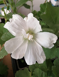 Hibiscus_edited.jpg