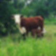 Hereford Cattle