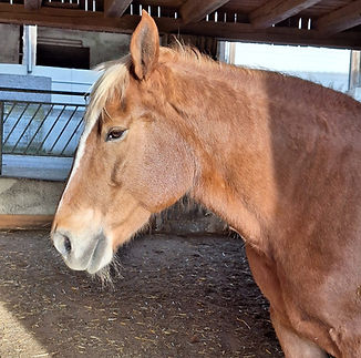 WhatsApp Image 2024-04-07 at 19.51.48 (1).jpeg