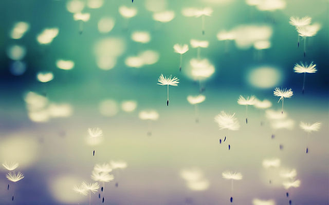 dandelion-seeds.jpeg
