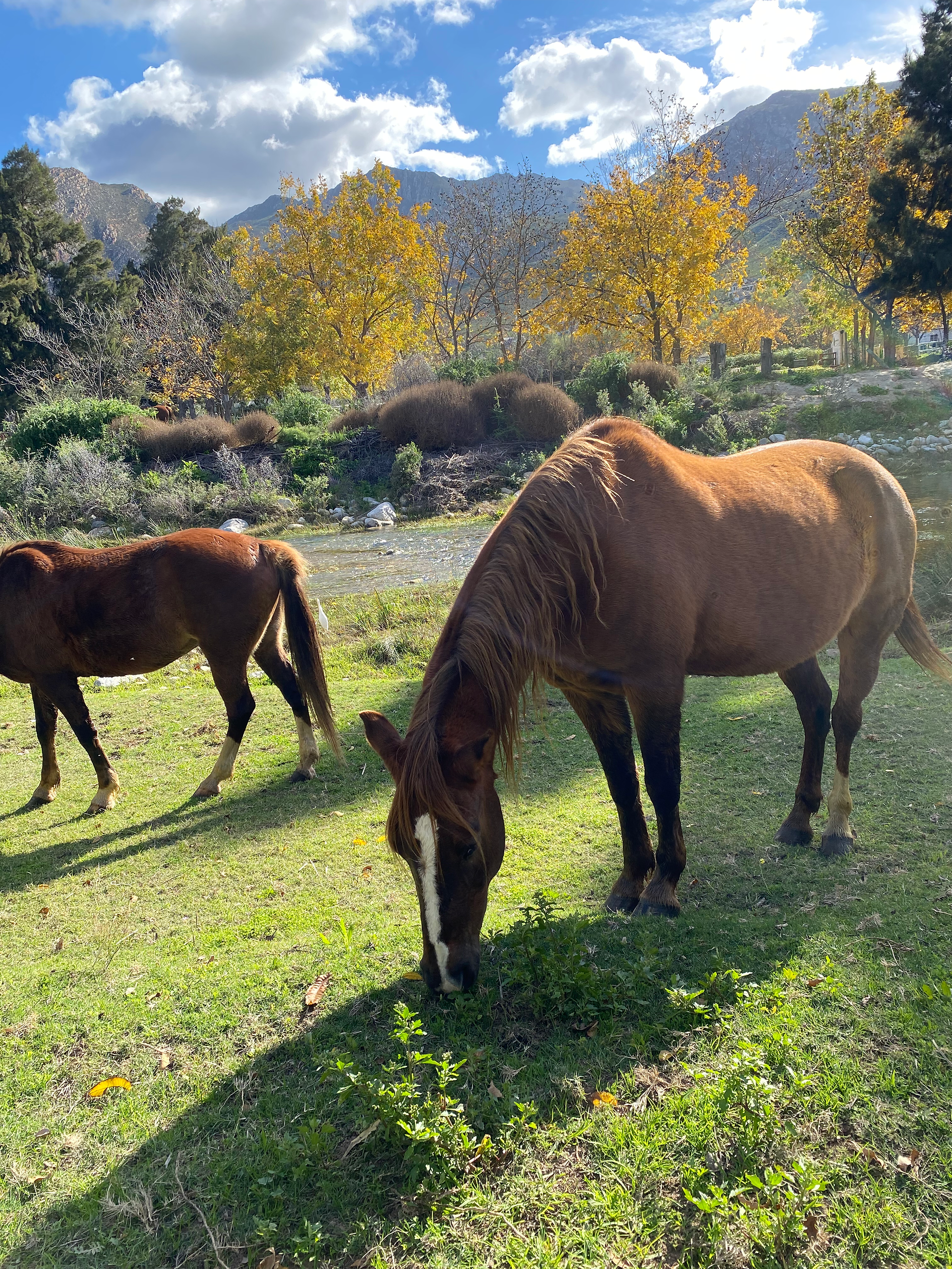 horses meandering while eating on the grass