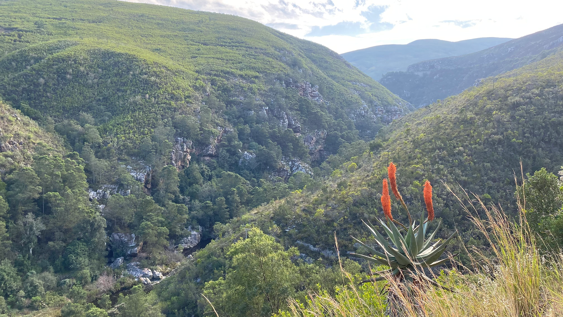 tradouw pass with a wild aloe