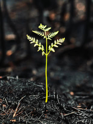 The Hope We have in Grief