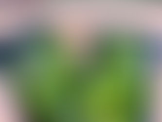 旬の味を食卓に。万願寺とうがらし。