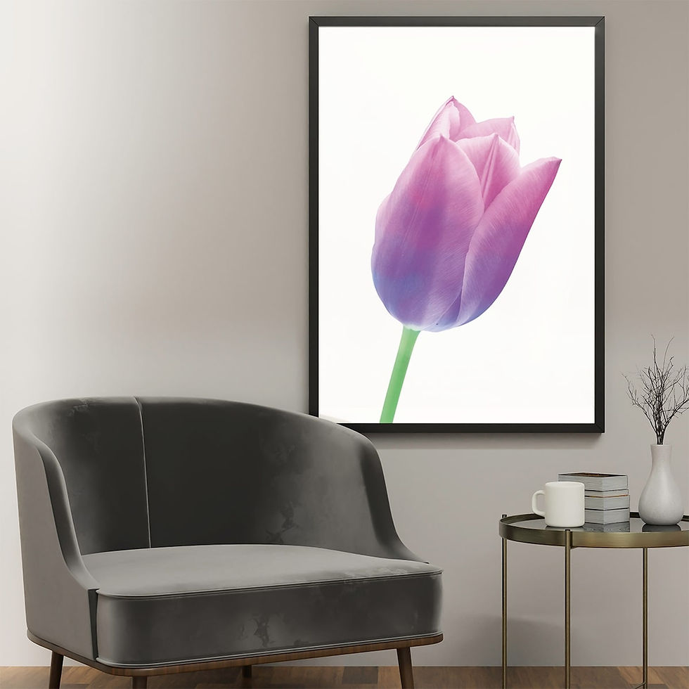 Miniatura: Tulipa Rosa e Roxo