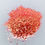 Thumbnail: Coral Sunset