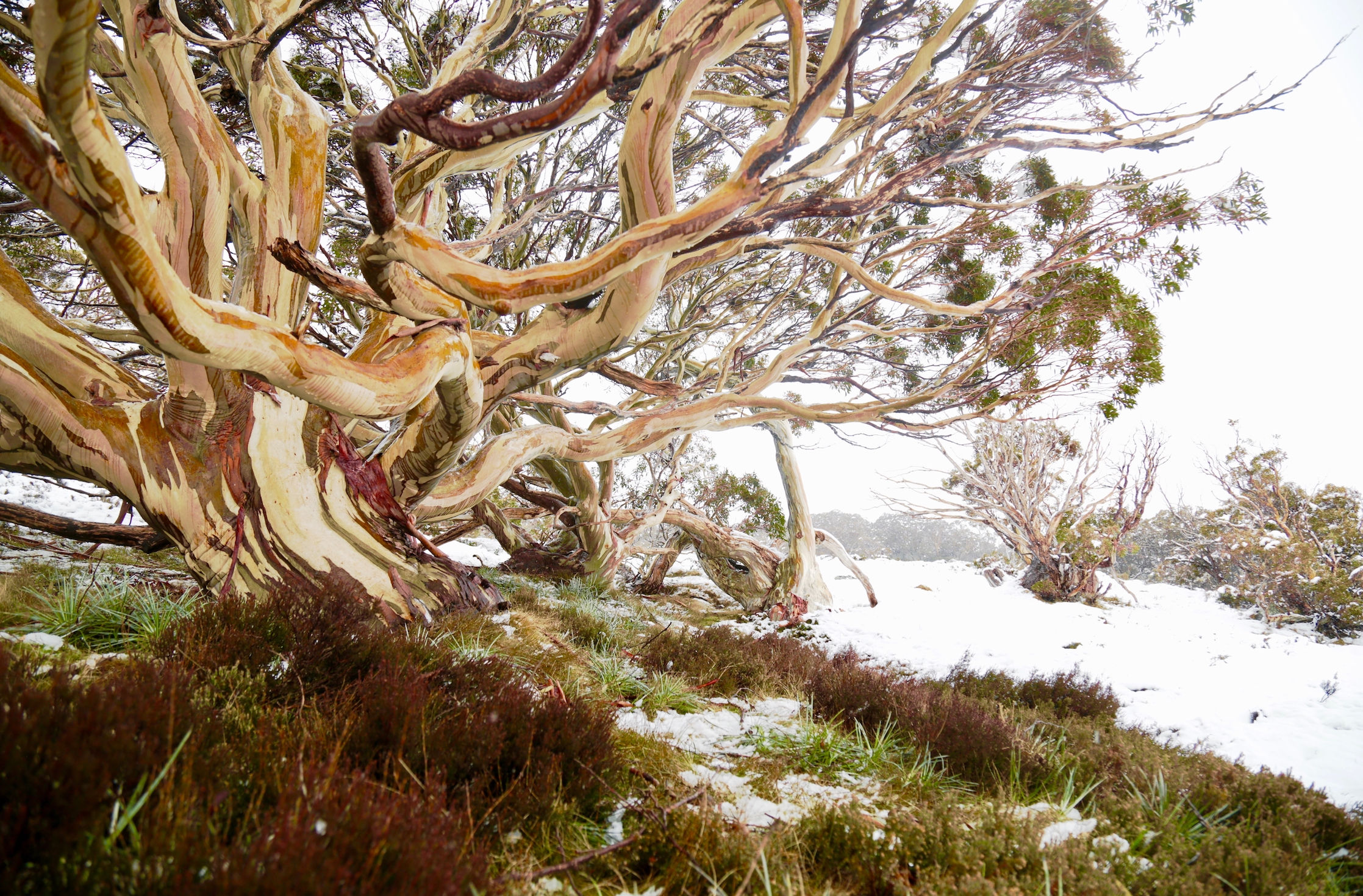 Snow Gum Photographic Print - Limited Edition