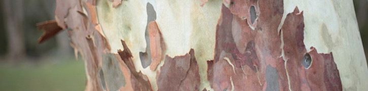 Spotted Gum Tunks 7_edited.jpg