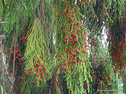 Rimu Berries.JPG