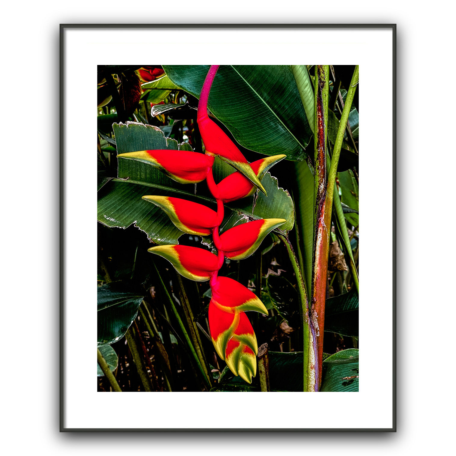 Heliconia Rostrata Lobster Claws