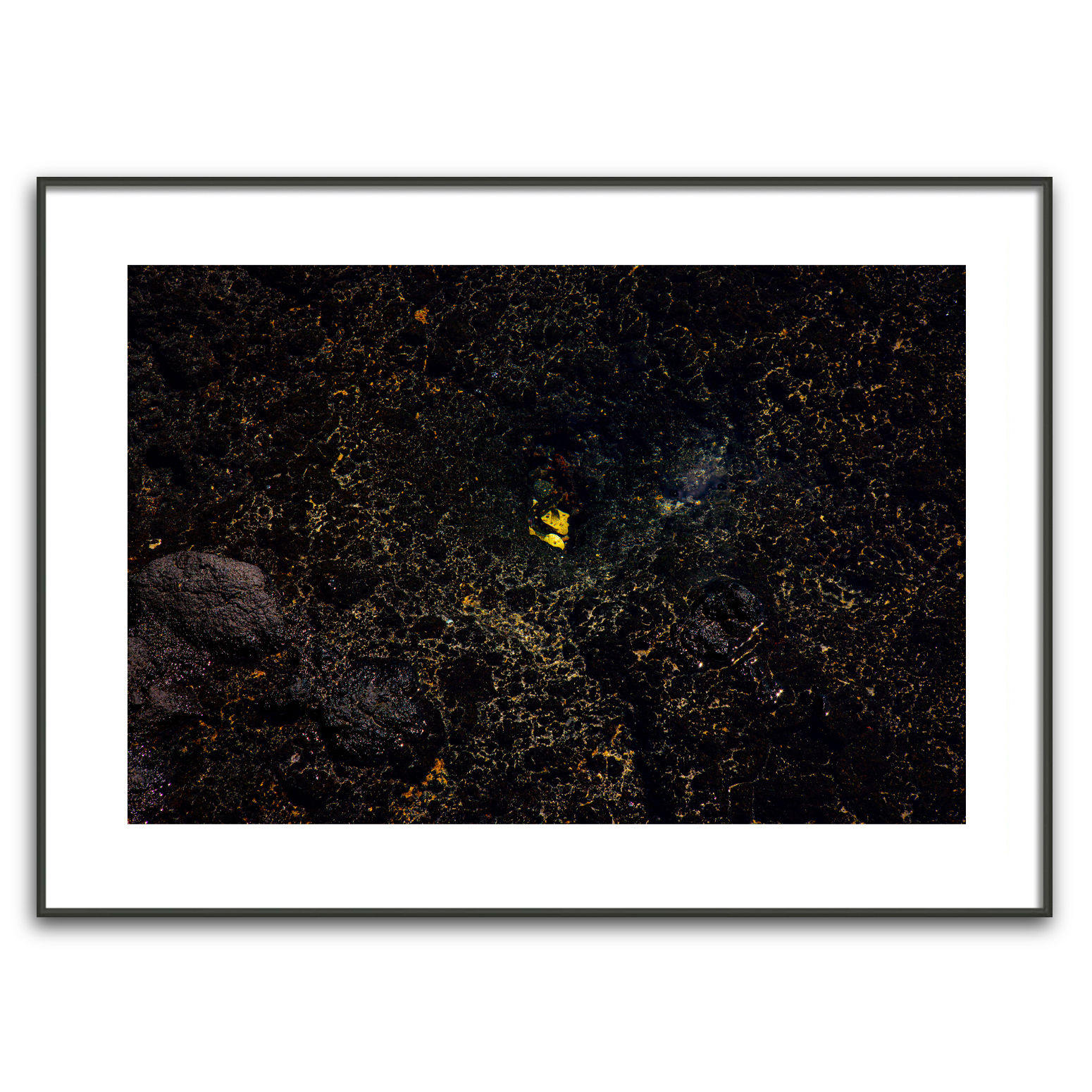 Yellow Tang Peering
