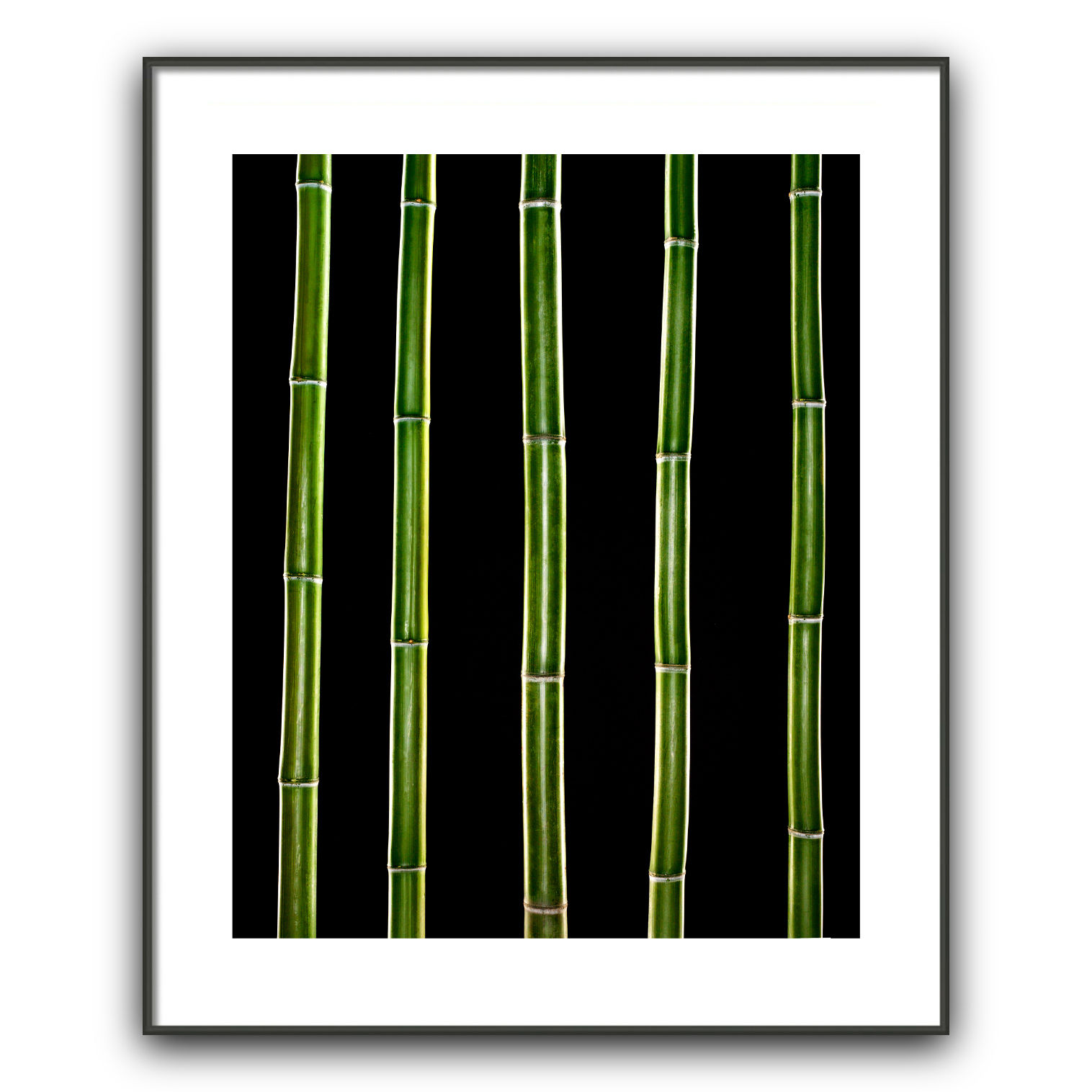 Bamboo on Black