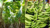 Plantain Farming: The silent money spinner