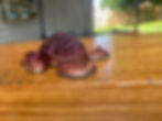 Thumbnail: Spiked Turtle