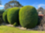 Tree pruning