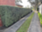 Hedges