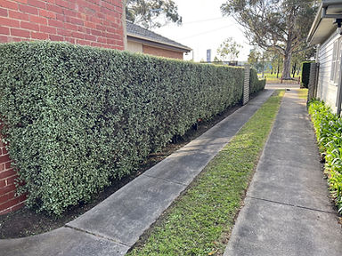 pittosporum hedger
