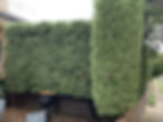 Hedges