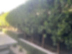 Hedges