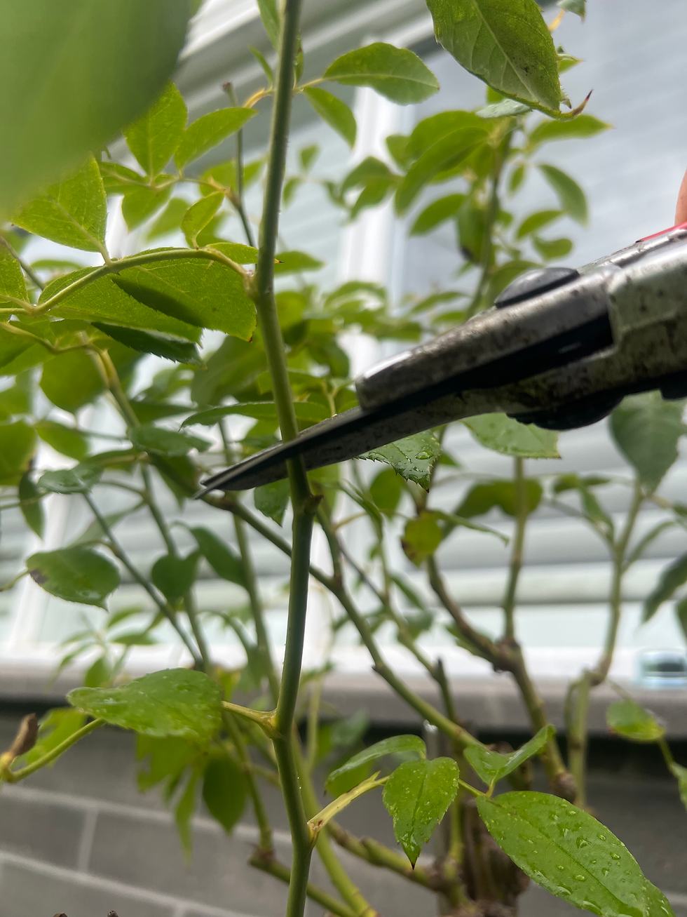 secateurs cutting a rose branch slightly above an outward facing bud