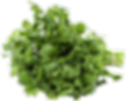 CILANTRO