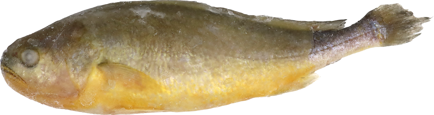 YELLOW CROAKER 85%