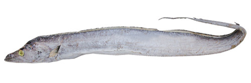 RIBBON FISH 1000UP | Truong Enterprises