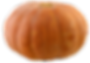 YELLOW CALABAZA