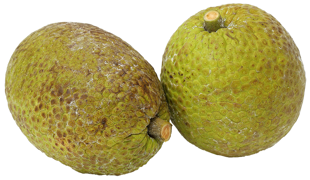BREADFRUIT