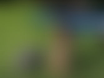 🌿 Automower® Sonderaktion – Jetzt sparen! 🌿