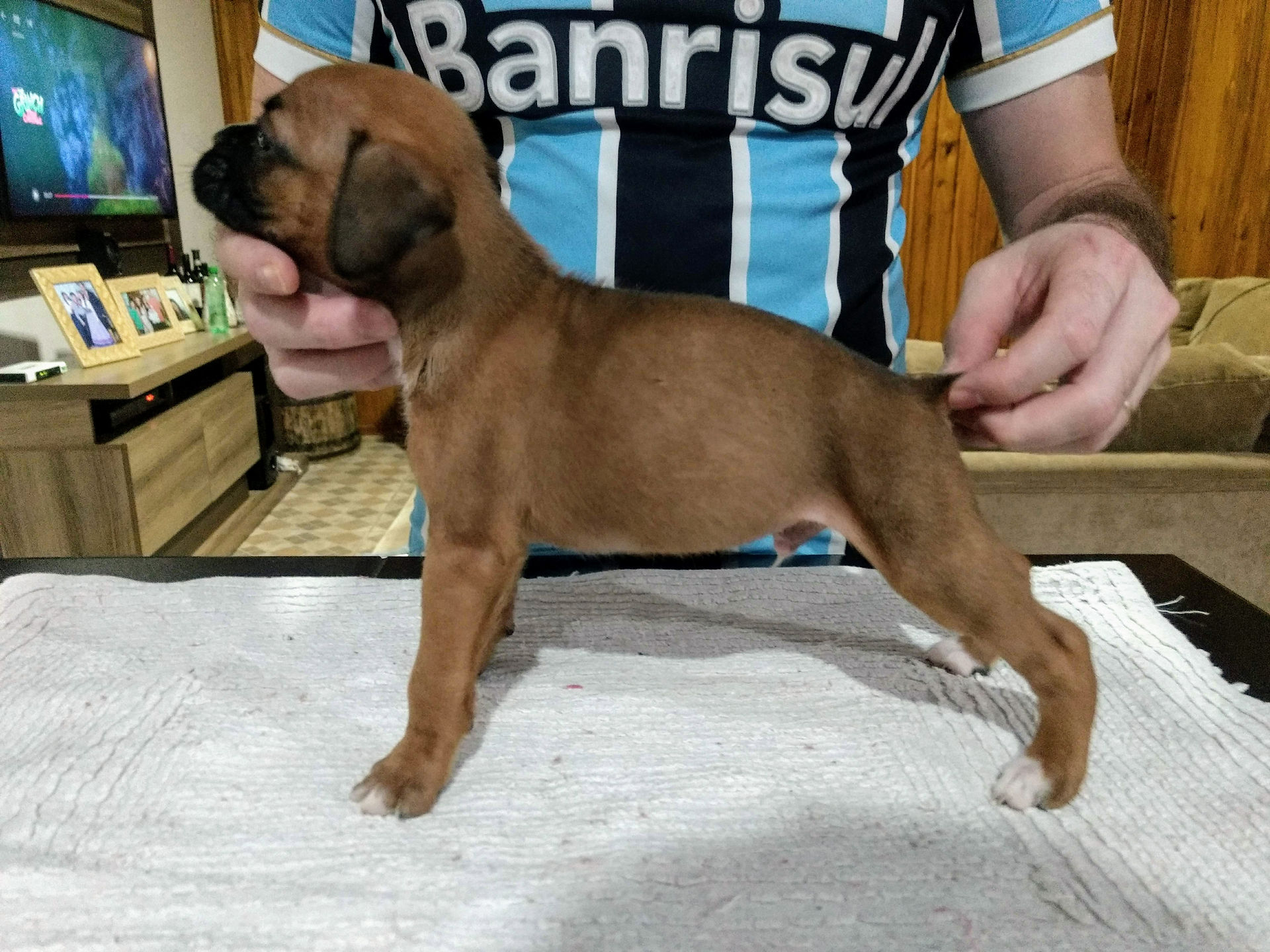 Filhote de Boxer Macho